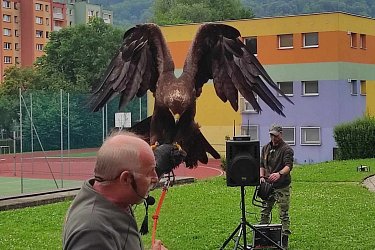 Obrázek č.50